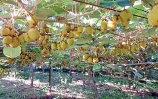 agricultura-kiwi