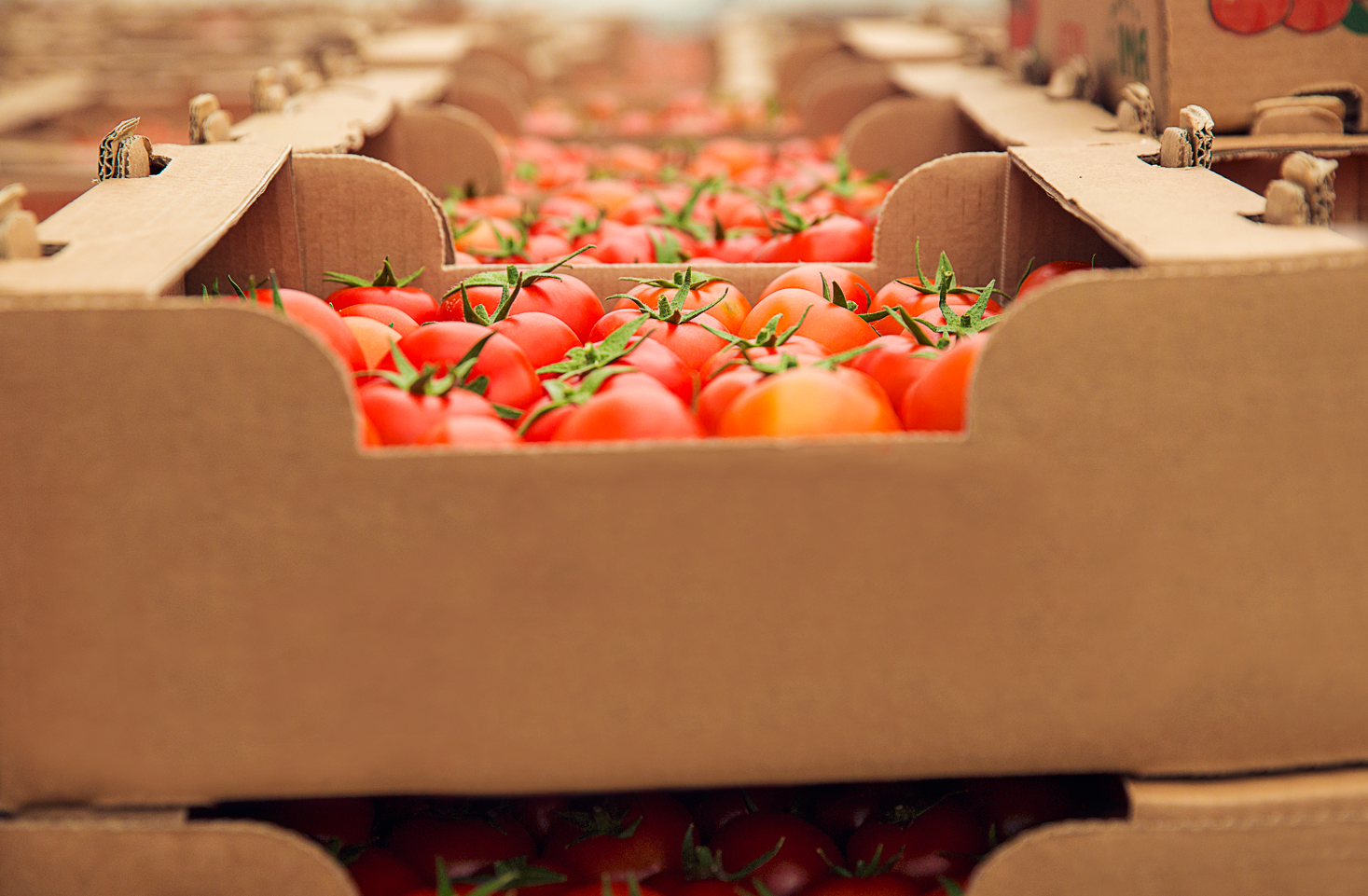 Centrales_de_compra_tomates